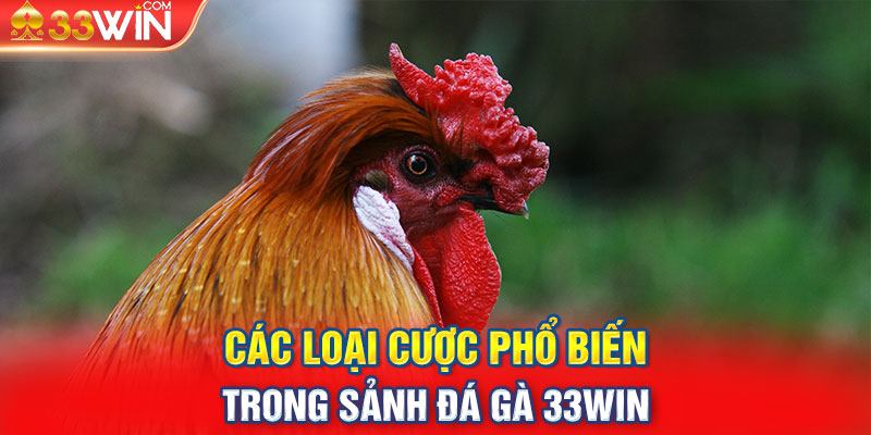 Các loại cược phổ biến trong sảnh đá gà 33Win