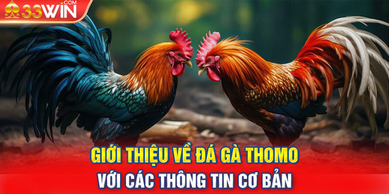 Giới thiệu về đá gà Thomo với các thông tin cơ bản