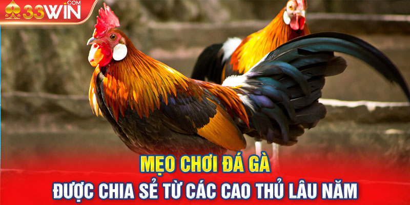 Mẹo Chơi Đá Gà Được Chia Sẻ Từ Các Cao Thủ Lâu Năm