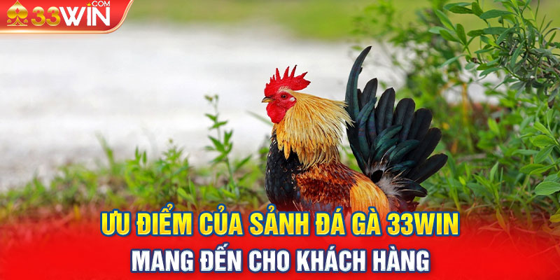 Ưu điểm của sảnh đá gà 33Win mang đến cho khách hàng